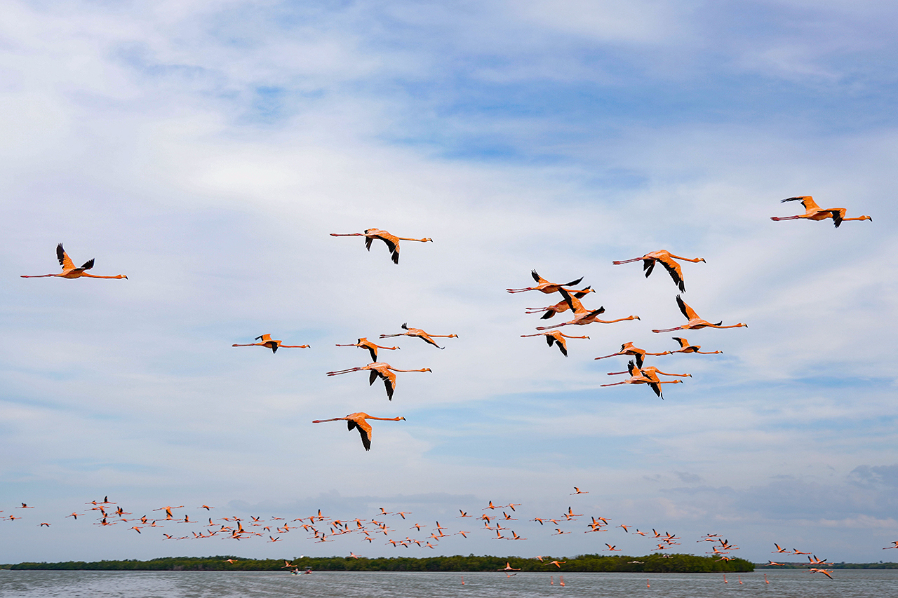 Visit to Las Coloradas - flamingos