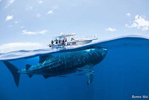 Cancun Whale Shark Tours - Swim with Whale Sharks | Solo Buceo Cancun