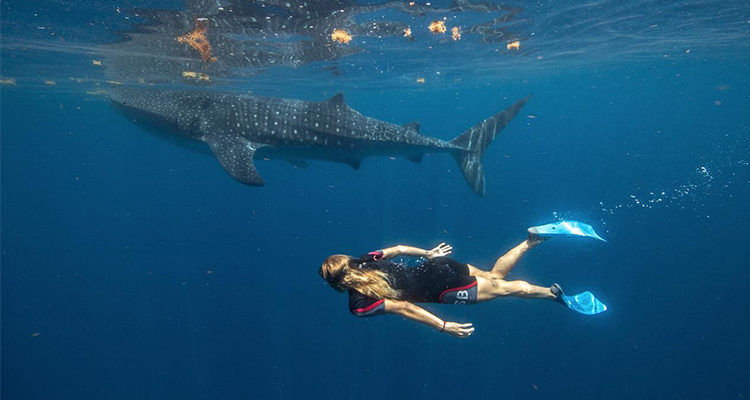 cancun scuba diving whale sharks